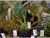 2017-05-13_14775-drosera-regia