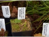 2017-05-13_14776-drosera-erythrorhiza-ir-kt