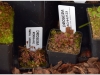 2017-05-13_14779-drosera-roraime-schmutzii