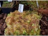 2017-05-13_14780-drosera-rotundifolia