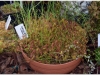 2017-05-13_14781-drosera-anglica