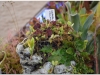 2017-05-13_14783-kriauklenis-skendenic5b3-apsupty