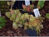 2017-05-13_14785-nepenthes-ampullaria