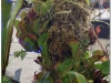 2017-05-13_14817-heliamforos-asoteniai-skendeniai-paparciai