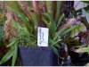 2017-05-13_14827-heliamphora-nutans