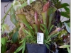 2017-05-13_14828-heliamphora-nutans