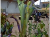 2017-05-13_14832heliamphora-tatei