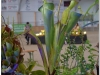 2017-05-13_14833heliamphora-tatei