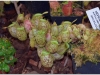 2017-05-13_14965-nepenthes-ampullaria