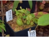 2017-05-13_14966-nepenthes-ampullaria-green