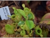 2017-05-13_14967-nepenthes-ampullaria-green
