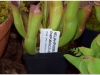 2017-05-13_14968-heliamphora-purpurescens