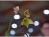 2017-05-13_14969-heliamphora-purpurescens