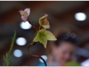 2017-05-13_14970-heliamphora-purpurescens