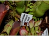 2017-05-13_14971-heliamphora-heterodoxa-x-ionasii