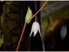 2017-05-13_14972-heliamphora-heterodoxa-x-ionasii