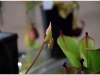 2017-05-13_14973-heliamphora-heterodoxa-x-ionasii