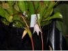 2017-05-13_14974-heliamphora-heterodoxa-x-ionasii