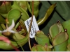 2017-05-13_14975-heliamphora-folliculata