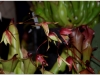 2017-05-13_14976-heliamphora-folliculata