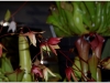 2017-05-13_14977-heliamphora-folliculata