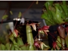 2017-05-13_14978-heliamphora-folliculata
