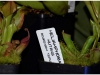 2017-05-13_14979-heliamphora-nutans
