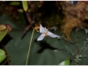 2017-05-13_14980-heliamphora-nutans