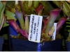 2017-05-13_14981-heliamphora-huberi