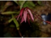 2017-05-13_14982-heliamphora-huberi