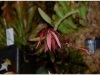 2017-05-13_14983-heliamphora-huberi