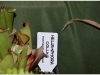 2017-05-13_14984-heliamphora-colina