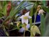 2017-05-13_14985-heliamphora-colina
