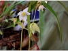 2017-05-13_14986-heliamphora-colina