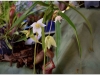 2017-05-13_14987-heliamphora-colina