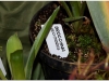 2017-05-13_14988-brocchinia-hectioides