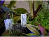2017-05-13_14990-heliamphora-tatei