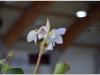 2017-05-13_14991-heliamphora-tatei
