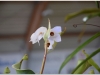 2017-05-13_14993-heliamphora-tatei