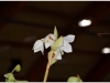 2017-05-13_14994-heliamphora-tatei
