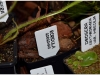 2017-05-13_14995-roridula-gorgonias