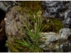 2017-05-13_14996-roridula-gorgonias