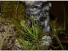 2017-05-13_14997-roridula-gorgonias