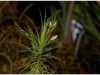 2017-05-13_14998-roridula-gorgonias