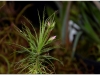 2017-05-13_14999-roridula-gorgonias