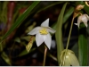 2017-05-13_15186-heliamforos-ziedas