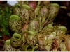 2017-05-13_15191-nepenthes-apmullaria