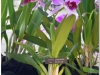 2017-05-13_14946-laelia-purpurata-var-flamea