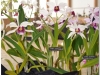 2017-05-13_14948-laelia-purpurata-var-vimicolor