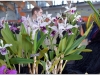 2017-05-13_14961-laelia-purpurata-var-atro-violacea
